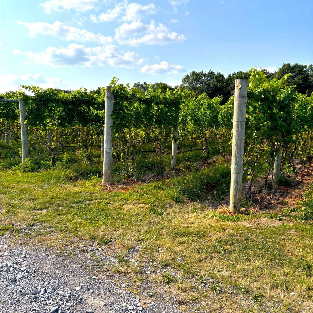 Meet your Posher, Carrie